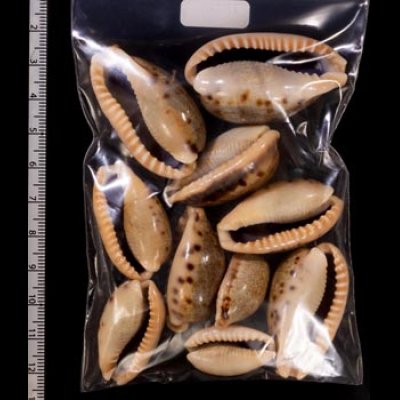 ナガカバフダカラ Erronea caurica elongatafig.2