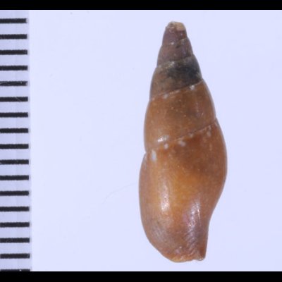 フクレムギガイ Mitrella gervilleifig.2