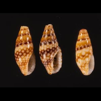 ヒャクメマツムシ Mitrella ocellatafig.1