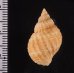 コンゴウボラ Cancellaria laticostafig.2