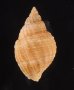 コンゴウボラ Cancellaria laticostafig.3