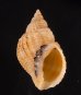 コンゴウボラ Cancellaria laticostafig.1