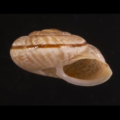 ヒトスジヒラバマイマイの一種 Chilostoma cingulatum colubrinumfig.2