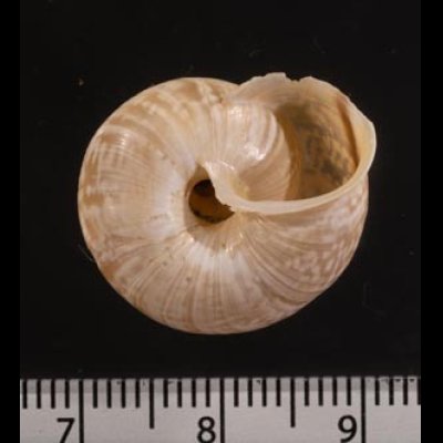 ヒトスジヒラバマイマイの一種 Chilostoma cingulatum colubrinumfig.3