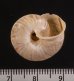 ヒトスジヒラバマイマイの一種 Chilostoma cingulatum colubrinumfig.3