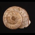 Chilostoma cingulatum colubrinum ヒトスジヒラバマイマイの一種