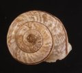 Chilostoma cingulatum colubrinum ヒトスジヒラバマイマイの一種