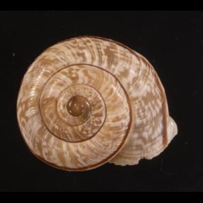 ヒトスジヒラバマイマイの一種 Chilostoma cingulatum colubrinumfig.1