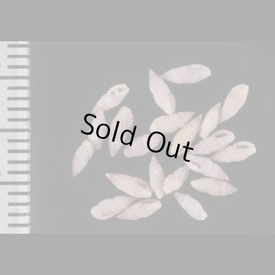 画像1: スミレコウシツブ