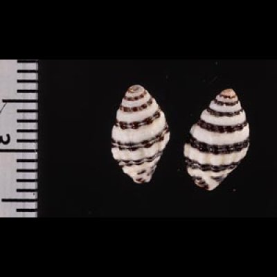 ホソノシガイ Engina zonalisfig.2