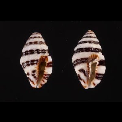 ホソノシガイ Engina zonalisfig.1