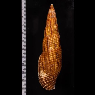 オキナフデ Nebularia incomptafig.2