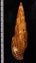 オキナフデ Nebularia incomptafig.2