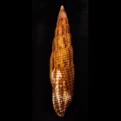 オキナフデ Nebularia incomptafig.3