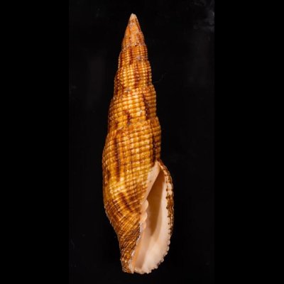 オキナフデ Nebularia incomptafig.1