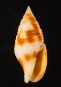 Nebularia ferruginea ベッコウフデ