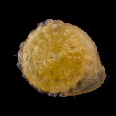 ビーズダマヤマキサゴ Calybium mouhotifig.1