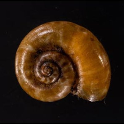 ジャワアツブタガイ (仮称) Opisthoporus corniculusfig.1