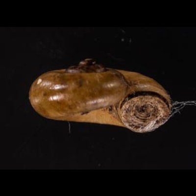 ジャワアツブタガイ (仮称) Opisthoporus corniculusfig.2