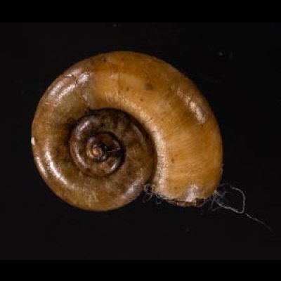 ジャワアツブタガイ (仮称) Opisthoporus corniculusfig.1