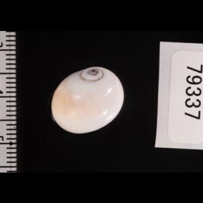 クチグロタマガイ Natica fasciatafig.2