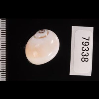 クチグロタマガイ Natica fasciatafig.2