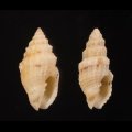 Vexillum cadaverosum トゲハマヅト 棘浜苞