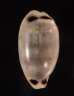 ヨツメダカラ Eclogavena quadrimaculatafig.1