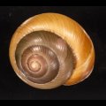 Asperitas bimaensis cochlostyloides インドネシアミドリマイマイ (仮称)