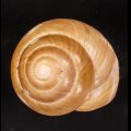 Asperitas bimaensis cochlostyloides インドネシアミドリマイマイ (仮称)