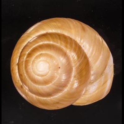 インドネシアミドリマイマイ (仮称) Asperitas bimaensis cochlostyloidesfig.1