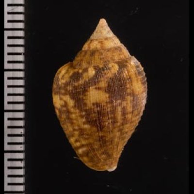 アフリカタモト Columbella rusticafig.2