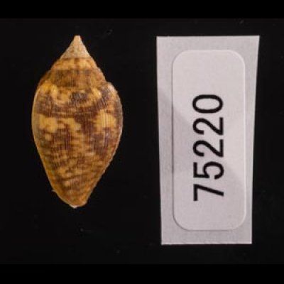 アフリカタモト Columbella rusticafig.3