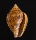 Columbella rustica アフリカタモト