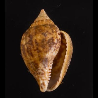 アフリカタモト Columbella rusticafig.1