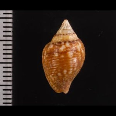 アフリカタモト Columbella rusticafig.2