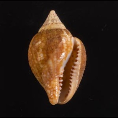 アフリカタモト Columbella rusticafig.1