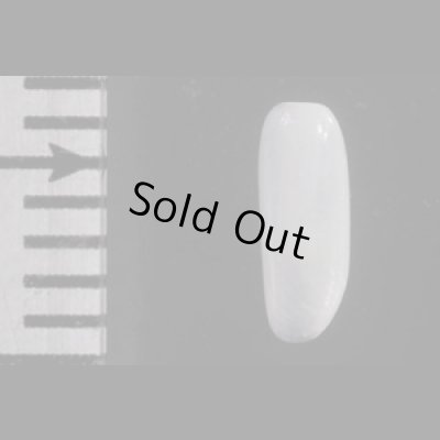 画像2: ツツカイコガイダマシ