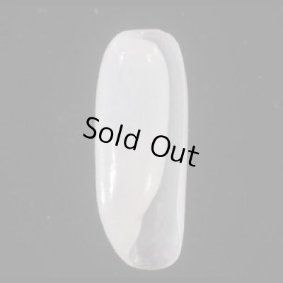 画像1: ツツカイコガイダマシ