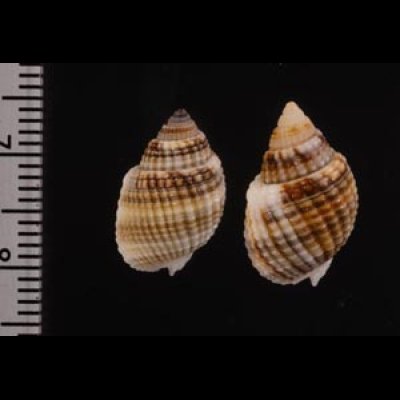 アワムシロ Nassarius albescensfig.2