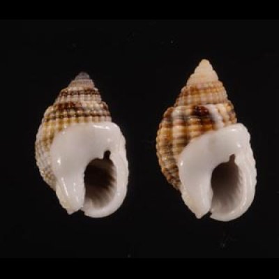 アワムシロ Nassarius albescensfig.1