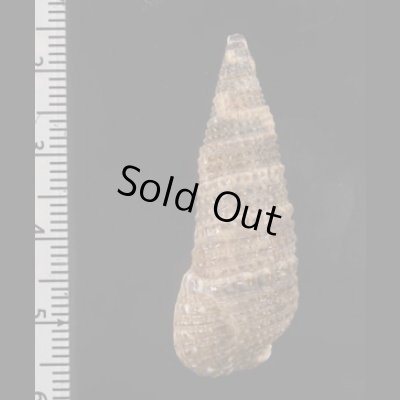 画像2: トウガタカニモリ