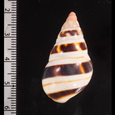 チャスジイトヒキマイマイ Liguus fasciatus castaneozonatusfig.2