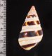 チャスジイトヒキマイマイ Liguus fasciatus castaneozonatusfig.2