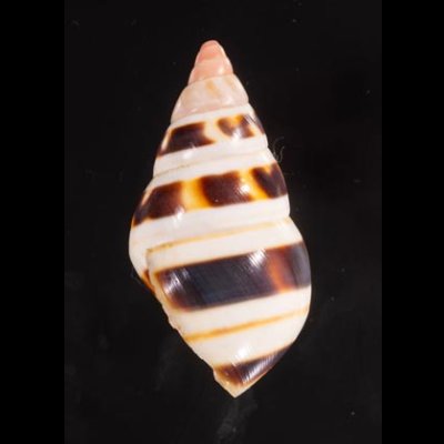 チャスジイトヒキマイマイ Liguus fasciatus castaneozonatusfig.3