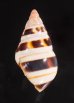 チャスジイトヒキマイマイ Liguus fasciatus castaneozonatusfig.3