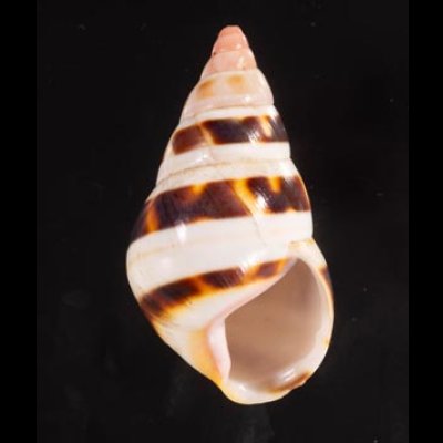 チャスジイトヒキマイマイ Liguus fasciatus castaneozonatusfig.1
