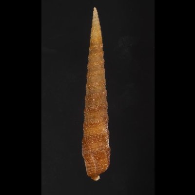 画像2: キリガイ