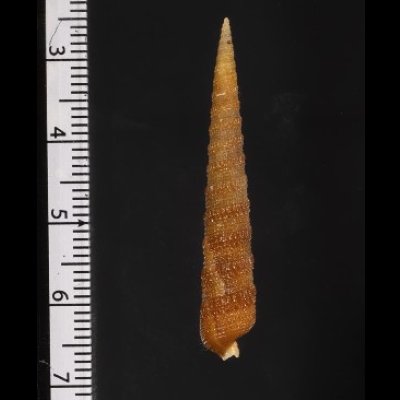 画像3: キリガイ