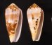 ベッコウイモ 鼈甲芋 Conus fulmenfig.1